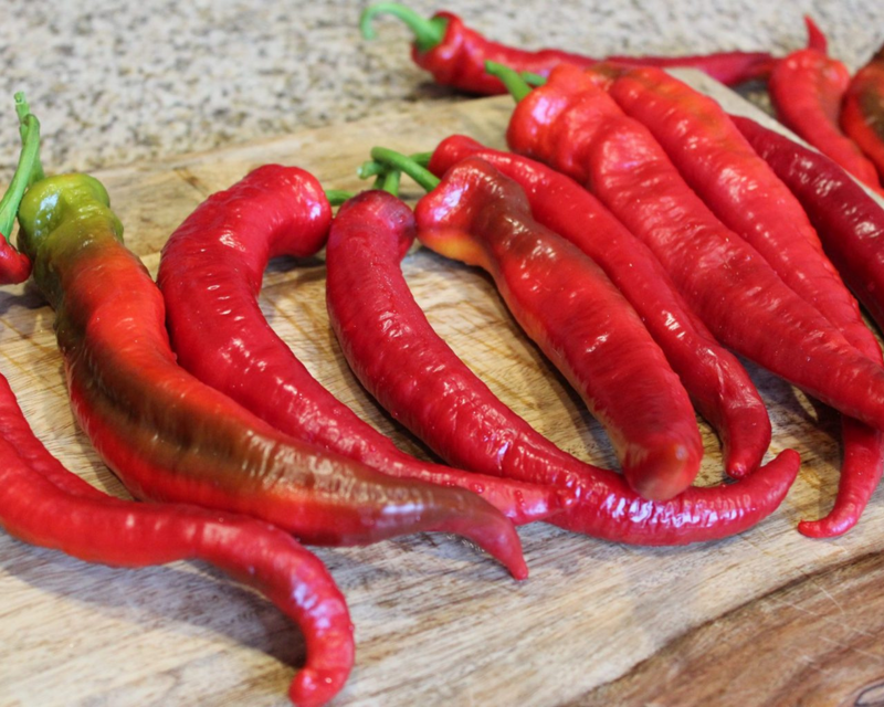 Wildcat Hybrid Cayenne Pepper Seeds
