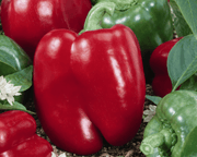 Big Red Bell Pepper Seeds