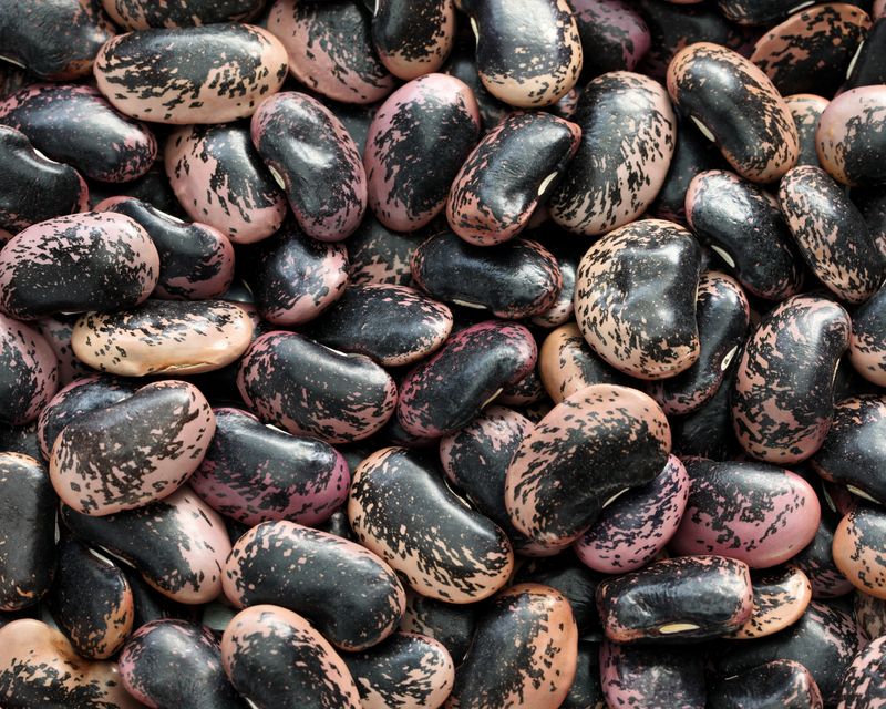 Scarlet Runner Bean Seeds