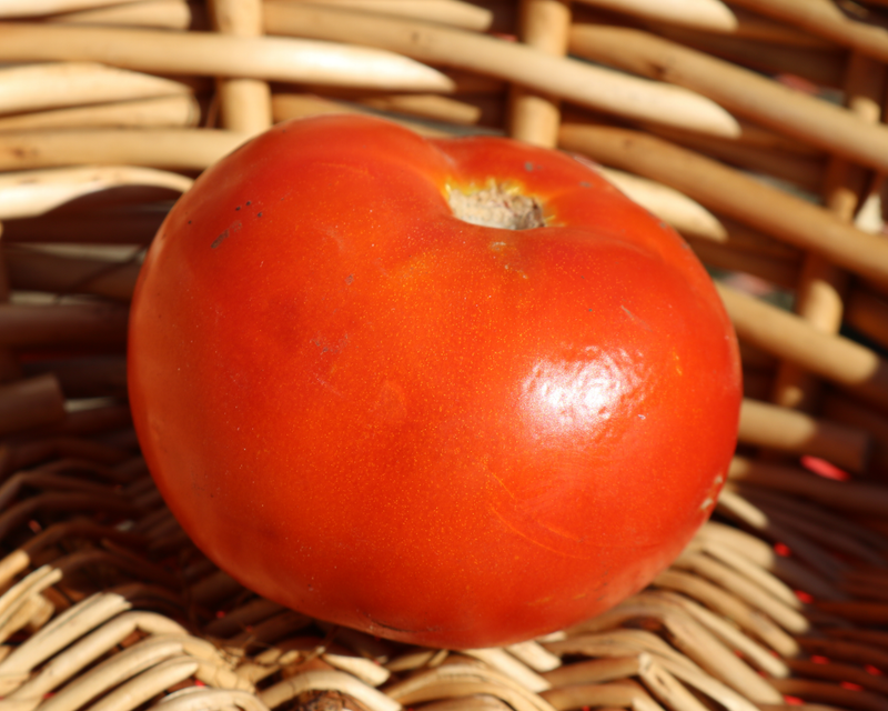 Bulk: Heatmaster Hybrid Tomato Seeds