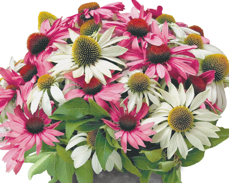 Bulk: Primadonna Mix Echinacea Seeds