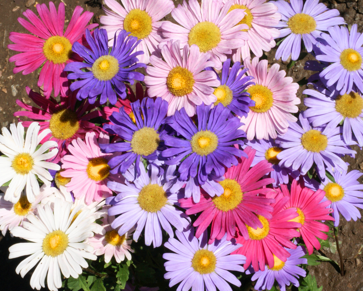 Single Rainbow Mix Aster Seeds