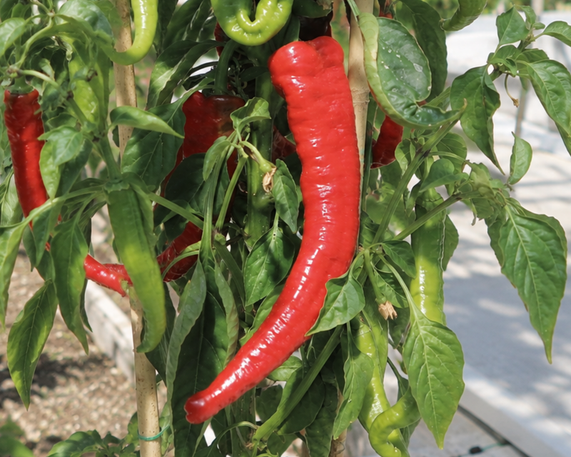 Mesilla Hybrid Pepper Seeds