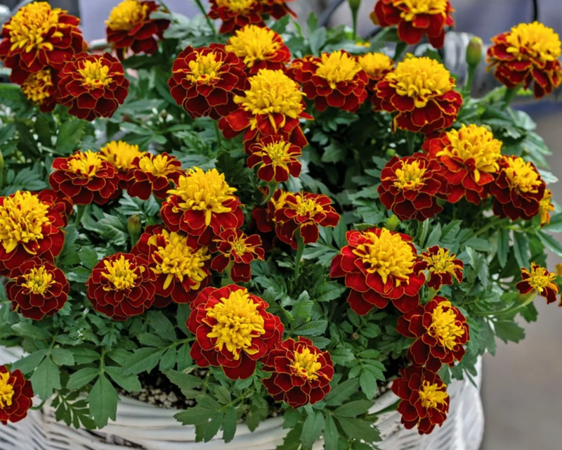 Marigold Super Hero Spry