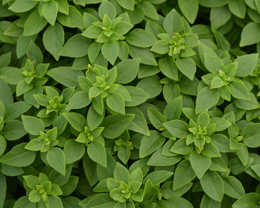 Basil Seeds, Bonsai