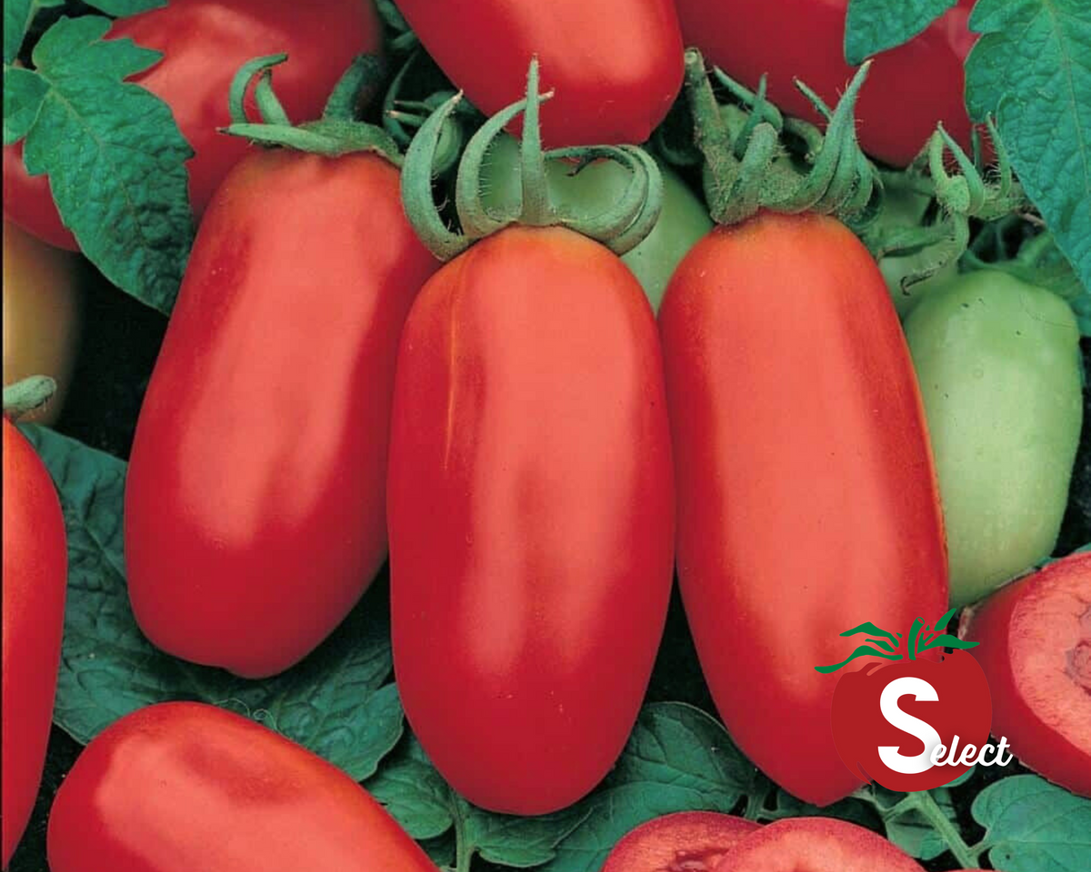 San Marzano Italian Paste Tomato Seeds