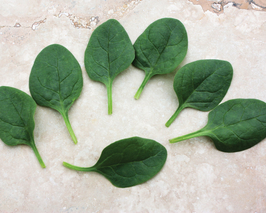 Bulk: Seaside Hybrid Spinach Seeds