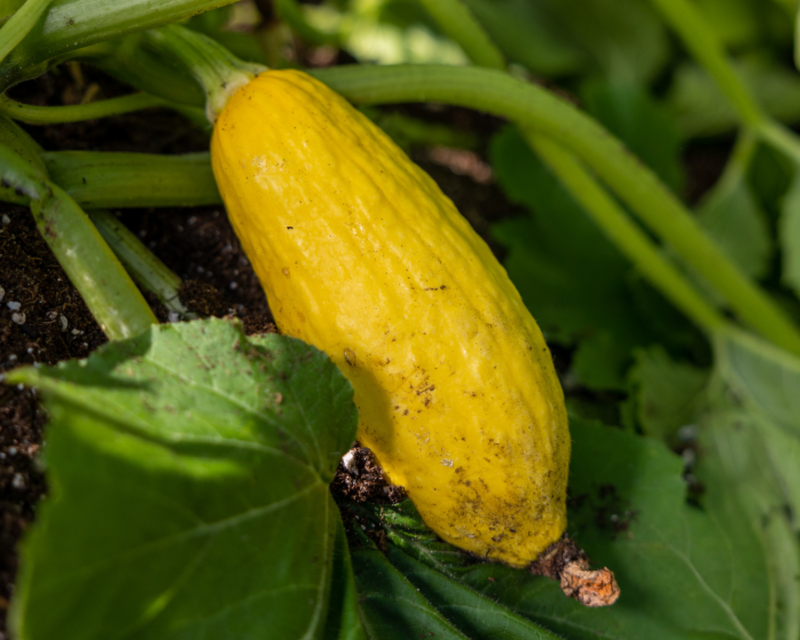 Early Prolific Straightneck Summer Squash Seeds