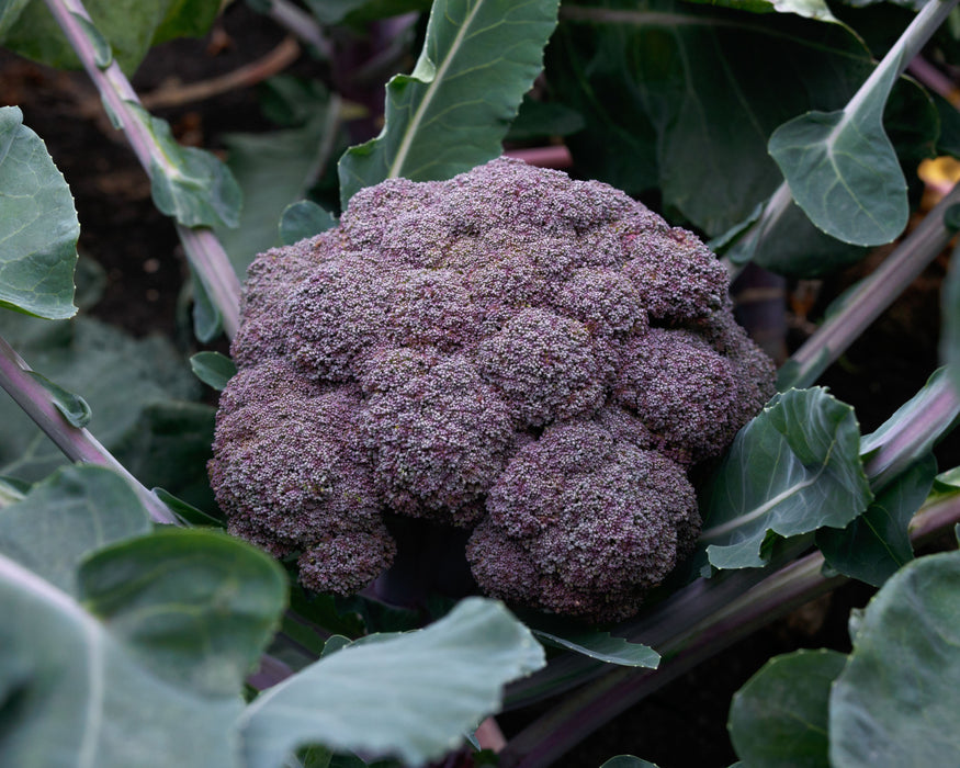 Purple Magic Hybrid Broccoli Seeds