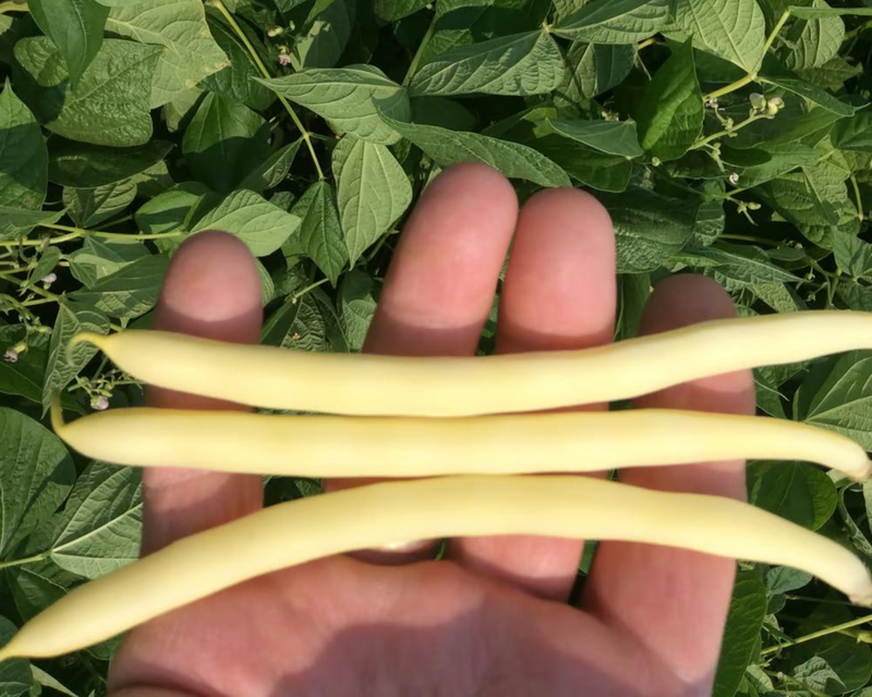 Bulk: Cherokee Wax Bush Bean Seeds