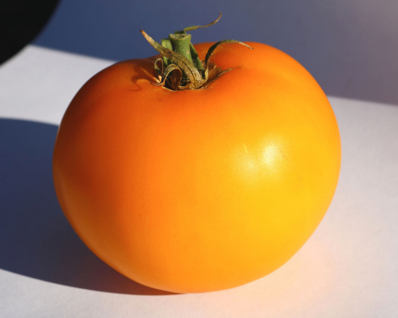 Bulk: Lemon Boy Plus Hybrid Tomato Seeds