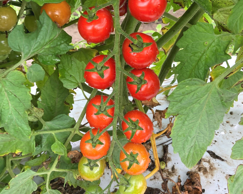 Unicorn Hybrid Tomato Seeds