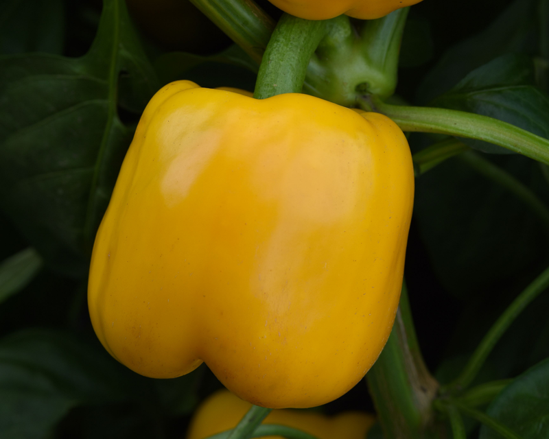 Trailblazer Hybrid Pepper Seeds