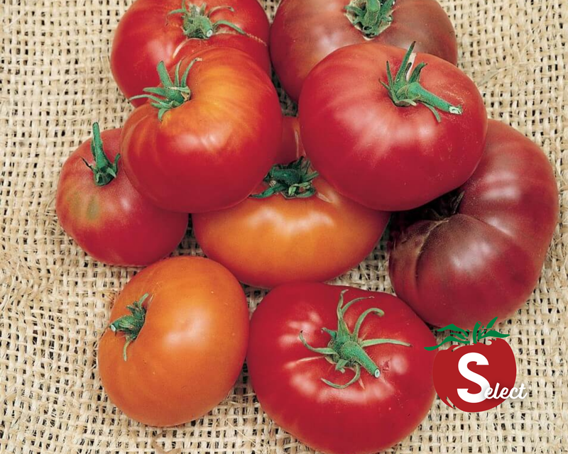 Yellow Brandywine Tomato Seeds