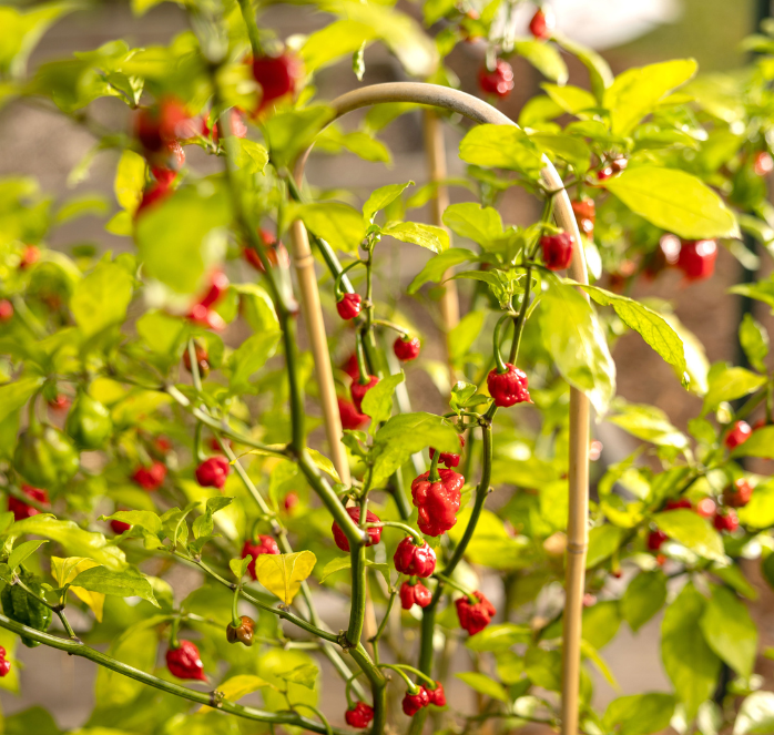 Carolina Reaper Super-Hot Pepper Seeds