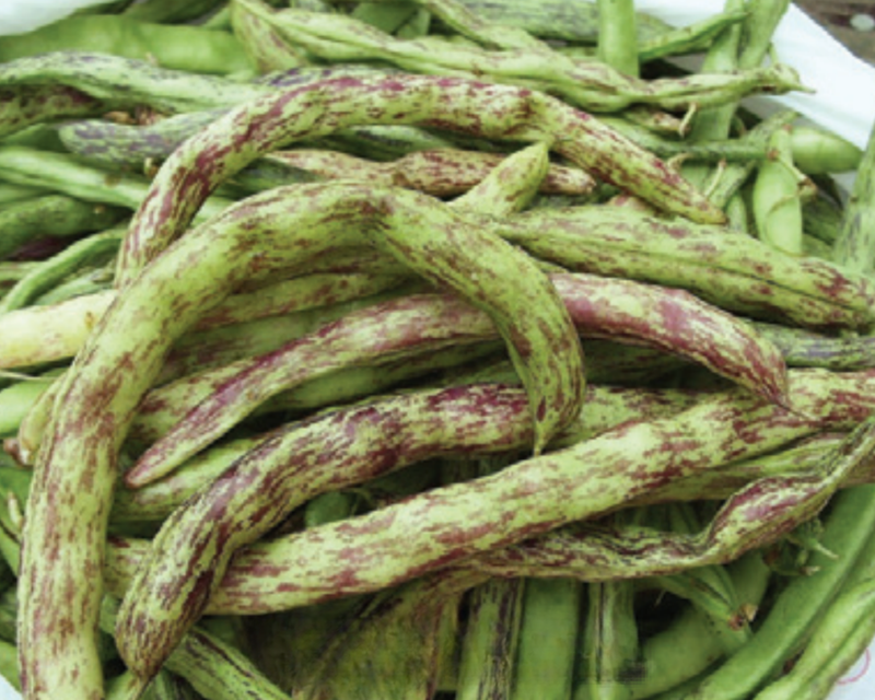 Rattlesnake Pole Bean Seeds