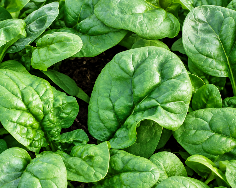 Bloomsdale Long Standing Spinach Seeds