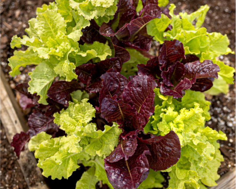 Baby Leaf Mix Lettuce Seeds