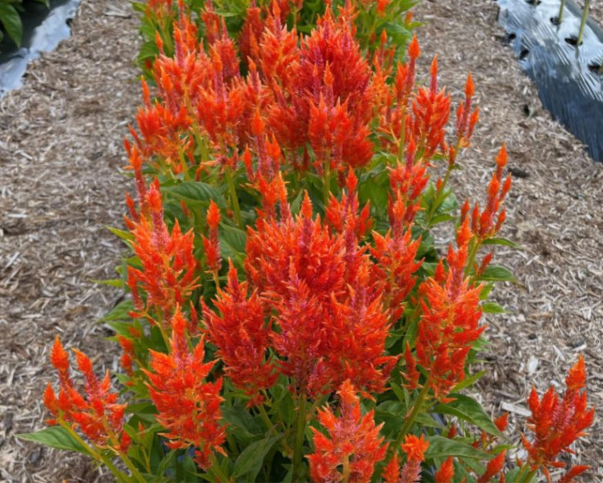 Bulk: Flamma Orange Celosia Seeds