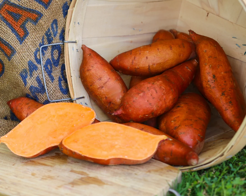 Beauregard Sweet Potato Plants