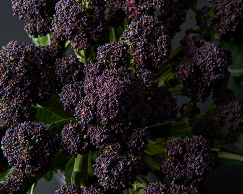 Burgundy Hybrid Broccoli Seeds