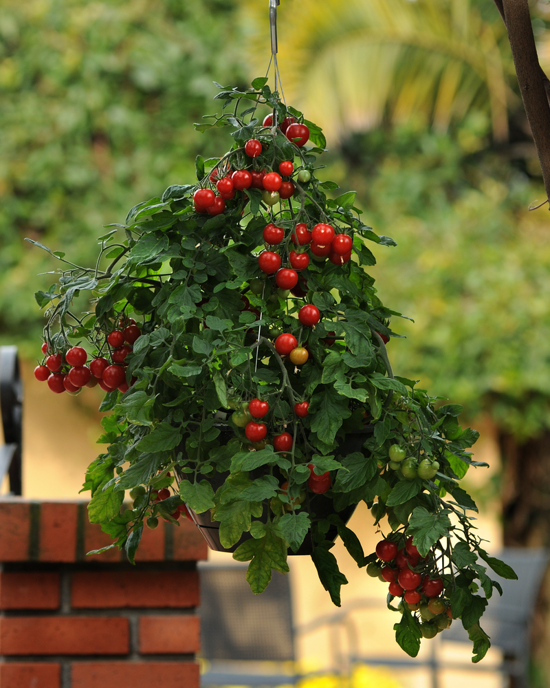 cherry tomato plants hanging baskets Topsy Tom Hybrid Tomato Seeds — Seeds 'n Such