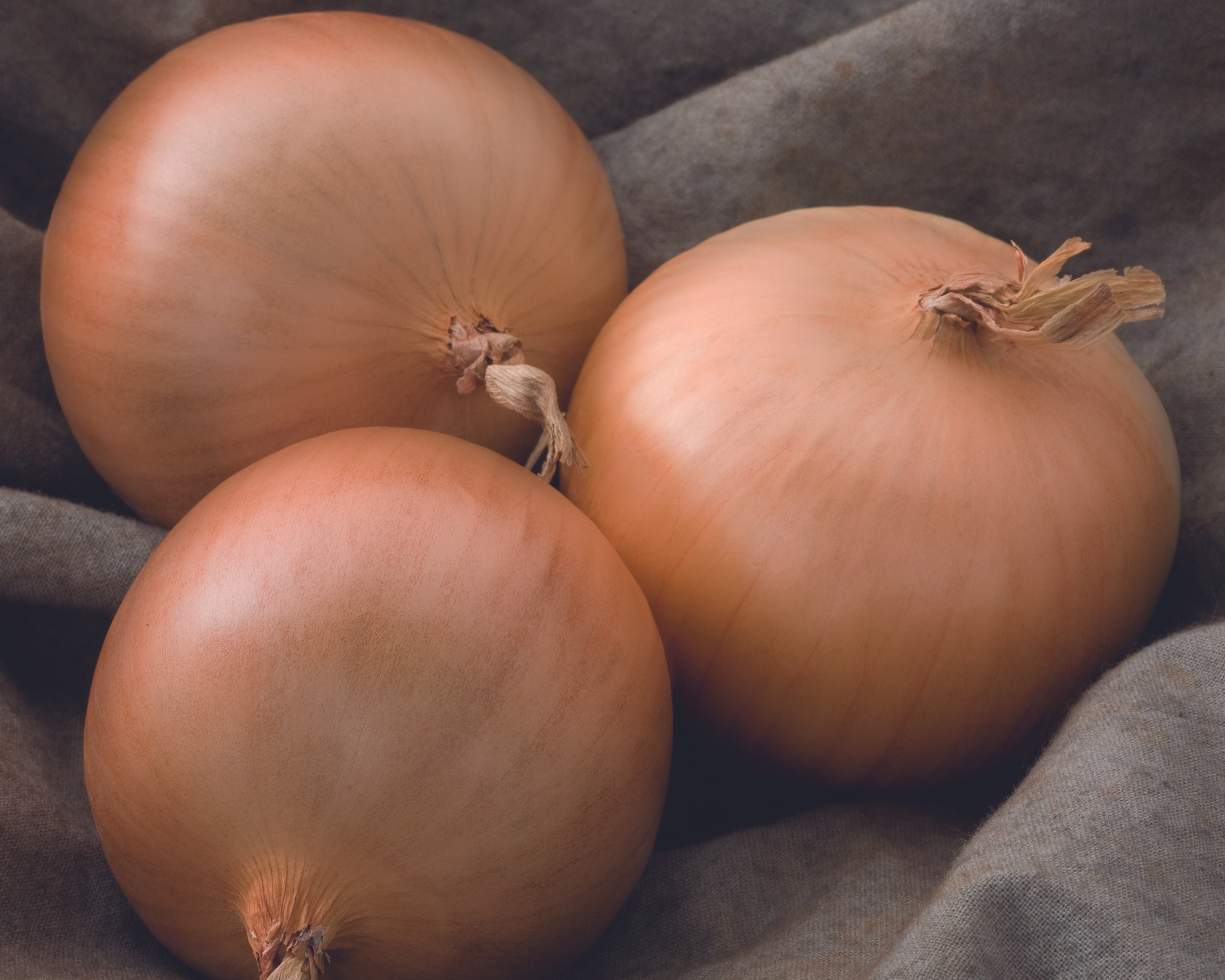 Seeds 'n Such Patterson Onion Seeds - Thumbnail 2