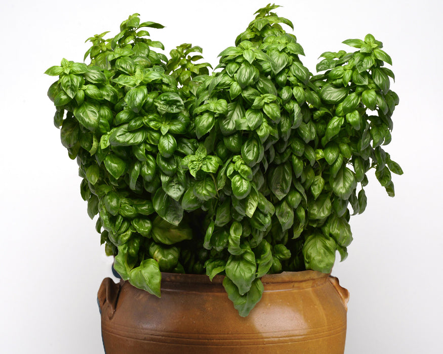 Bulk: Basil Seeds, Everleaf Genovese