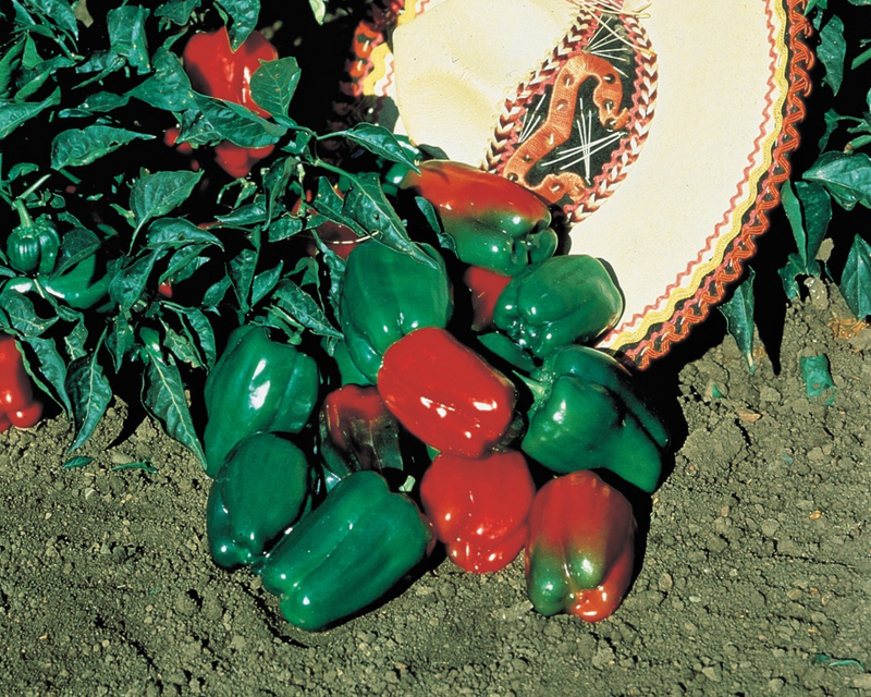 Mexibell Hybrid Pepper Seeds