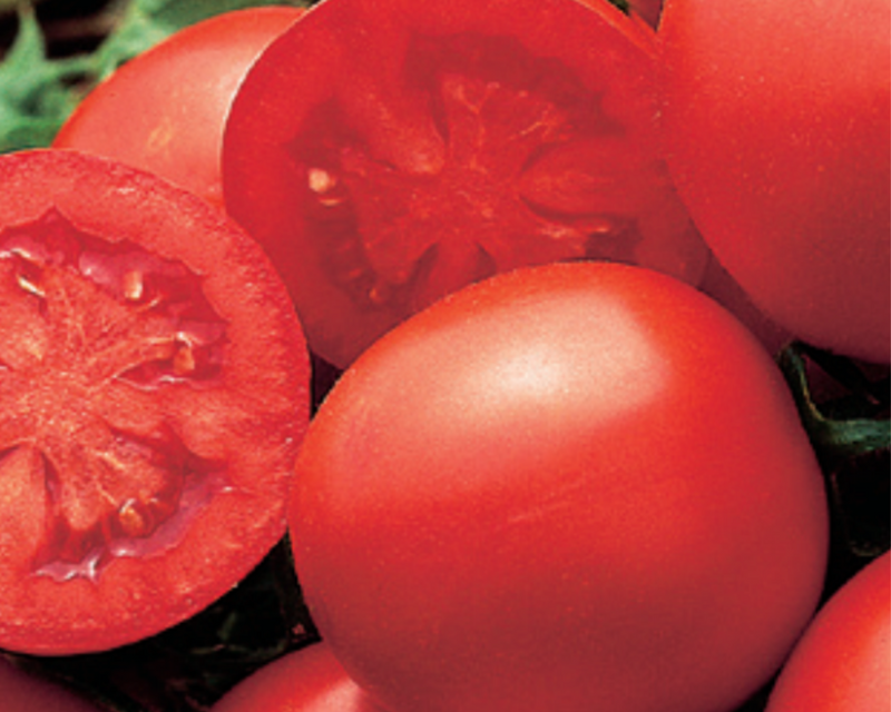 Early Blue Ribbon Hybrid Tomato Seeds