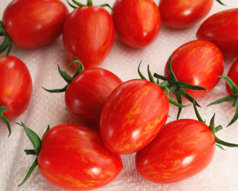 Bulk: Red Torch Hybrid Tomato Seeds