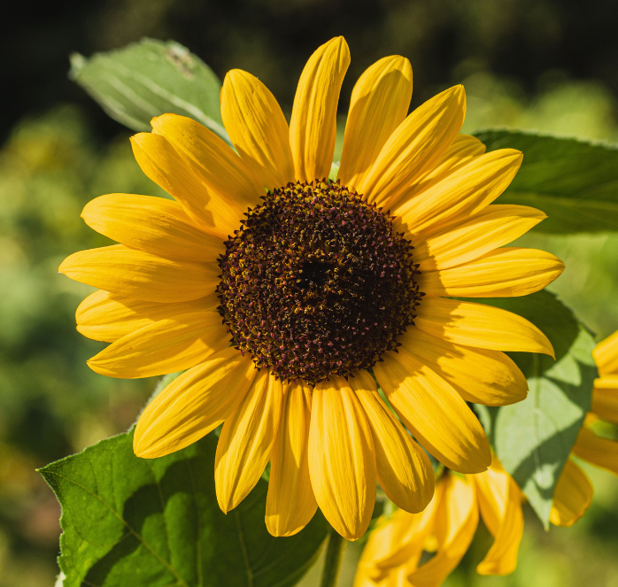 Bulk: Autumn Beauty Sunflower Seeds