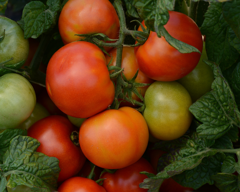 Little Sicily Hybrid Tomato Seeds