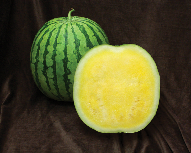 Yellow Buttercup Seedless Hybrid Watermelon Seeds