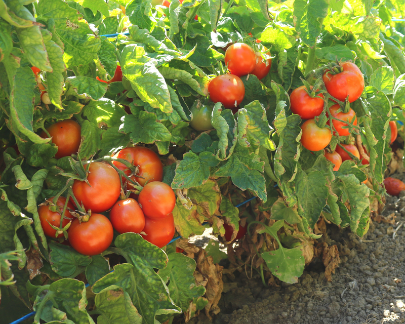 Bulk: Patio Hybrid Tomato Seeds