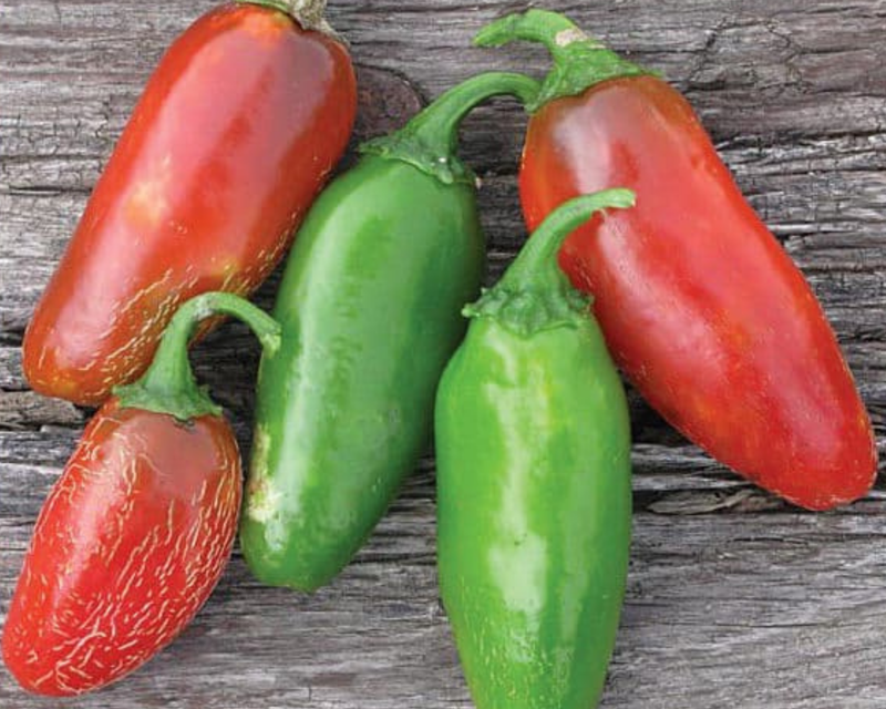 Early Jalapeño Hot Pepper Seeds