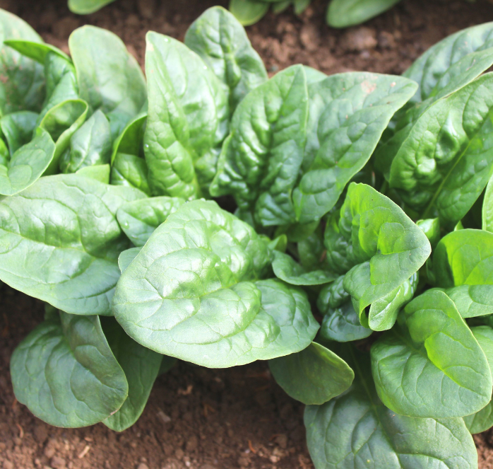 Bulk: Green Beret Hybrid Spinach Seeds