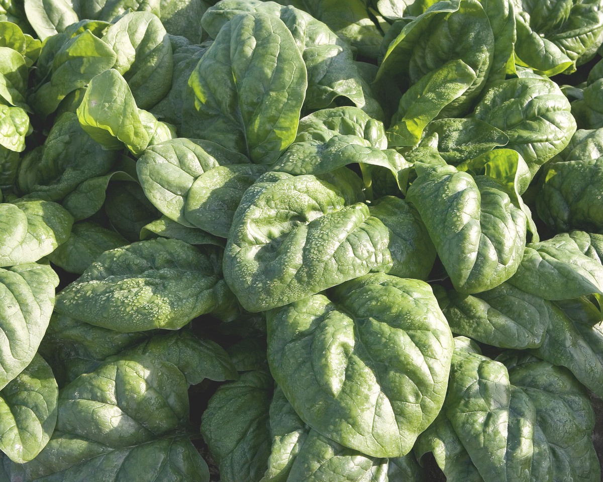 Space Hybrid Spinach Seeds