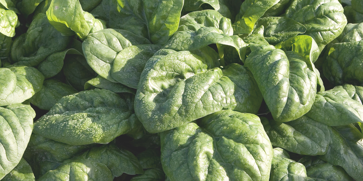 Space Hybrid Spinach Seeds — Seeds 'n Such