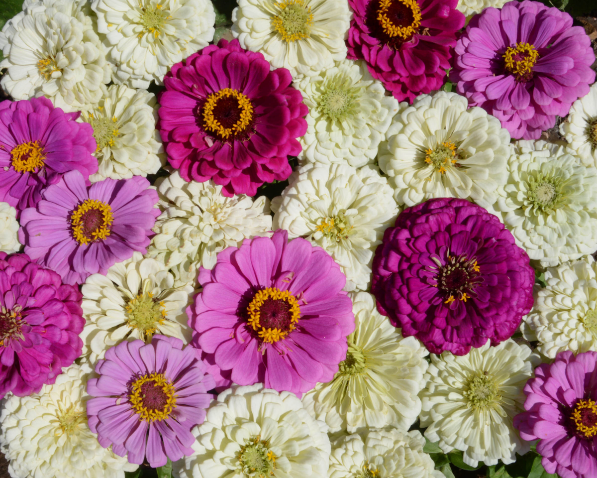 Blueberry Cheesecake Mix Zinnia Seeds