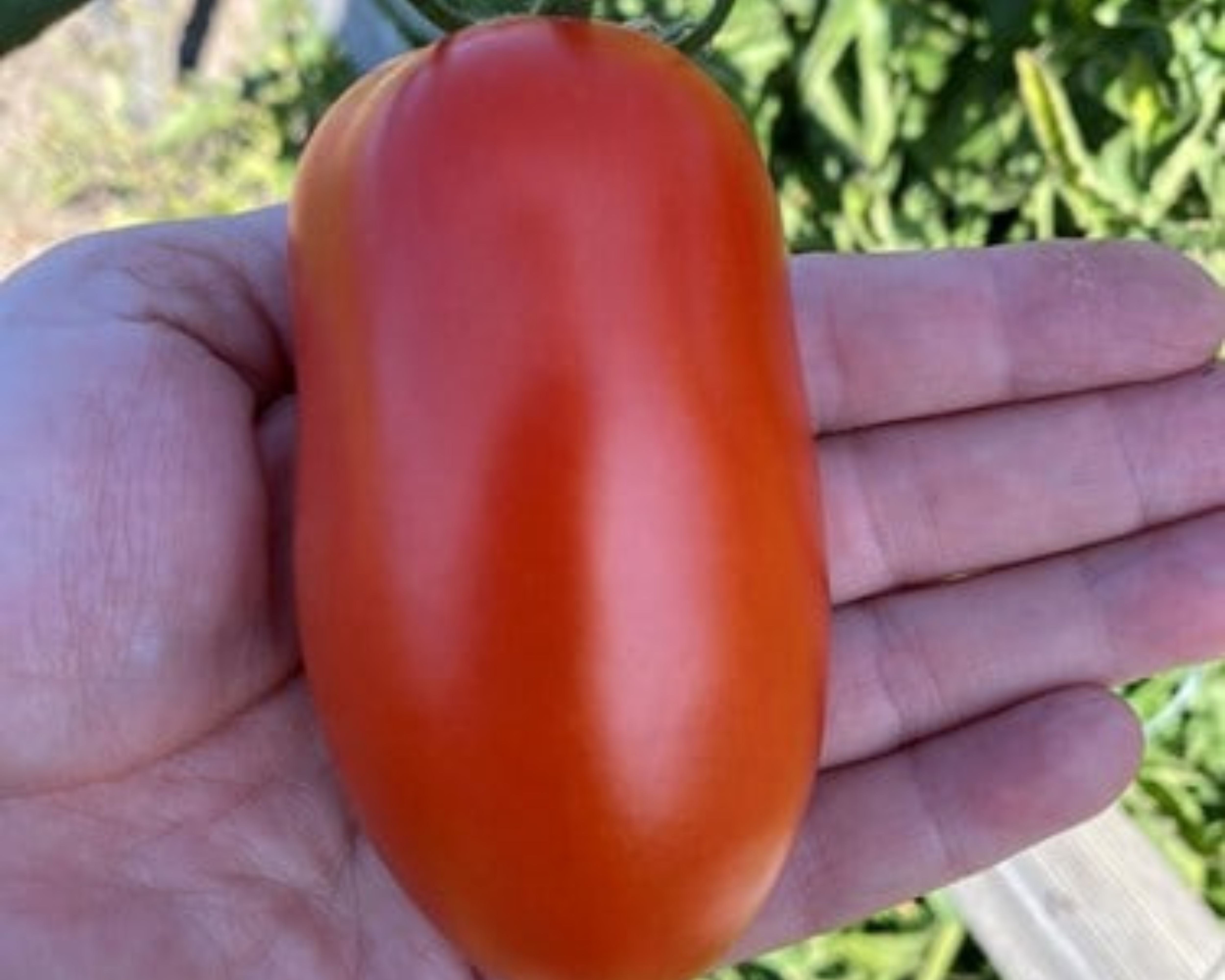 Zenzei Hybrid Roma Tomato Seeds — Seeds 'n Such