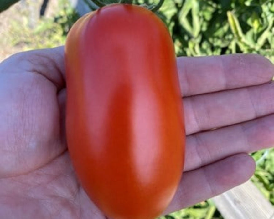 Bulk: Zenzei Hybrid Tomato Seeds