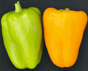 Flavorburst Hybrid Bell Pepper Seeds