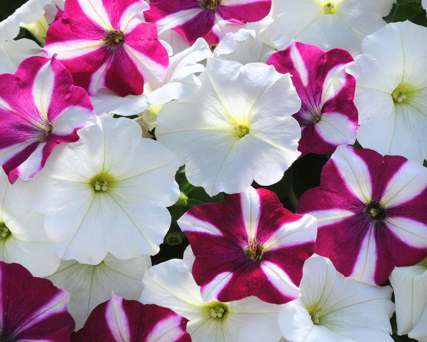 Bulk: Hybrid Easy Wave Starfish Mix Spreading Petunia Seeds