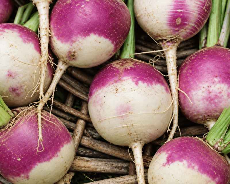 Purple Top White Globe Turnip Seeds