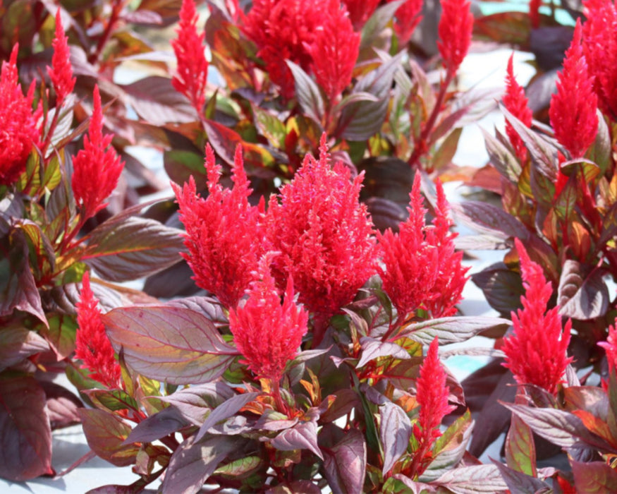 Bulk: Burning Embers Celosia Seeds