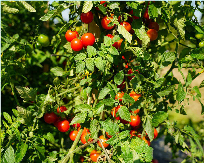 Bulk: Supersweet 100 Hybrid Tomato Seeds