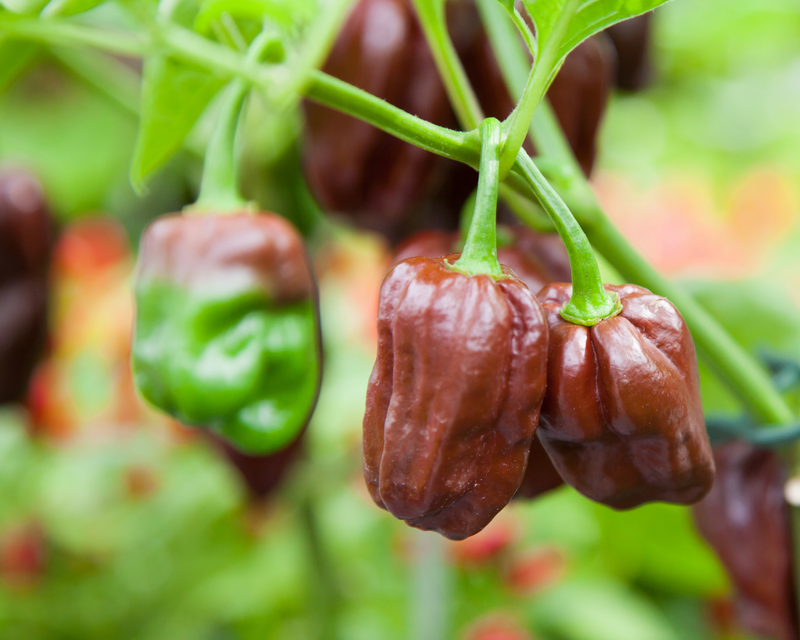 Bulk: Congo Black Hot Pepper Seeds