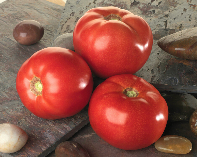 bella rosa seeds Bella Rosa Hybrid Slicing VFFAStTswv Tomato Seeds