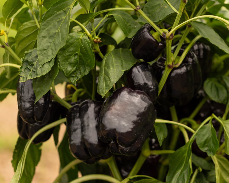 Dragonfly Hybrid Purple Bell Pepper Seeds